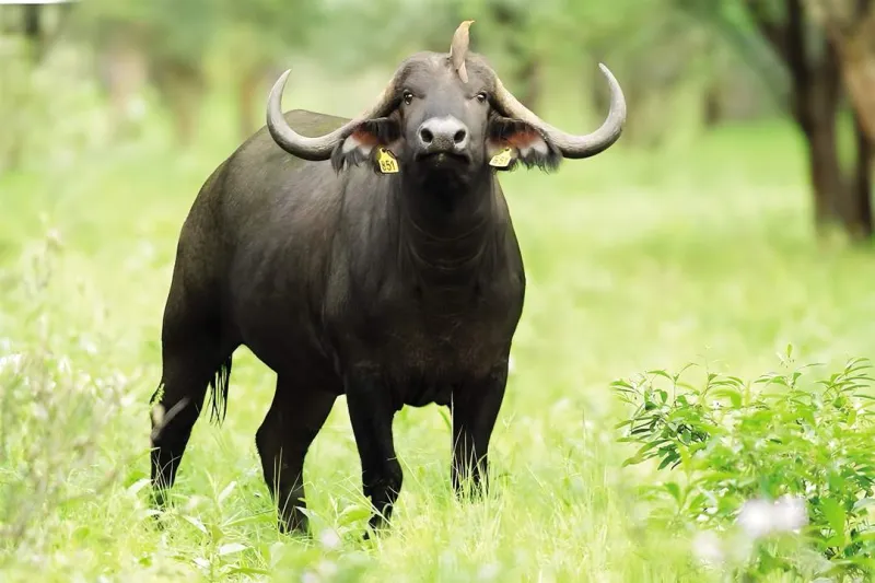 Manure, Money, and Muscle: How Big Meat Keeps Poisoning Your Backyard — and Getting Away With It